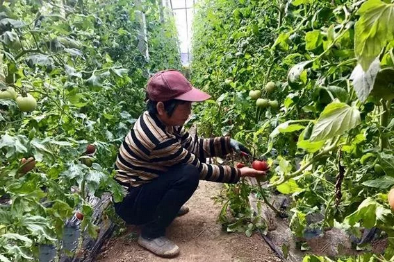 香港六和资料大全免费